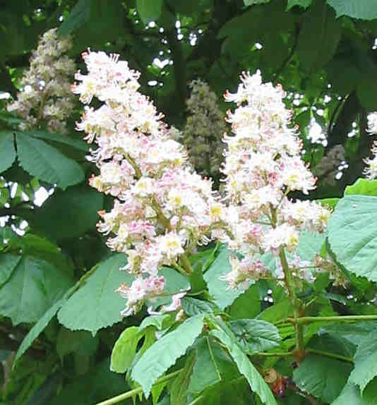 Fiore di Bach White Chestnut