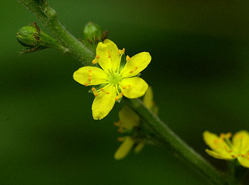 Swamp Agrimony